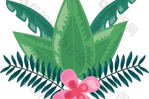 热带花叶植物装饰