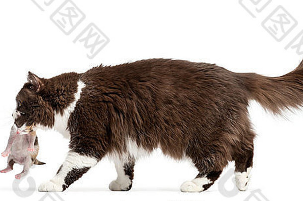 一只英国长毛猫在白色背景下带着小猫行走的侧视图
