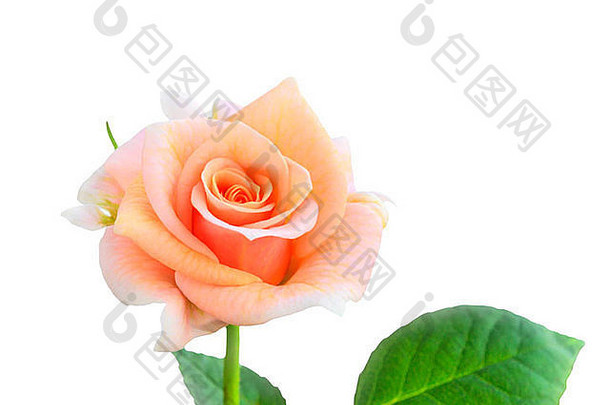 白色背景上的橙色玫瑰，特写