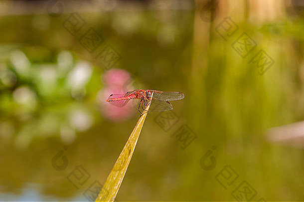 颜色红色的蜻蜓栖息分支