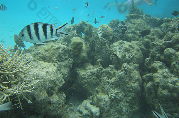 一条黑白条纹鱼Moorea Tahiti法属波利尼西亚南太平洋的水下视图