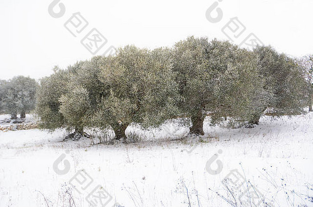多雪的阿普利安乡村的橄榄树（意大利）