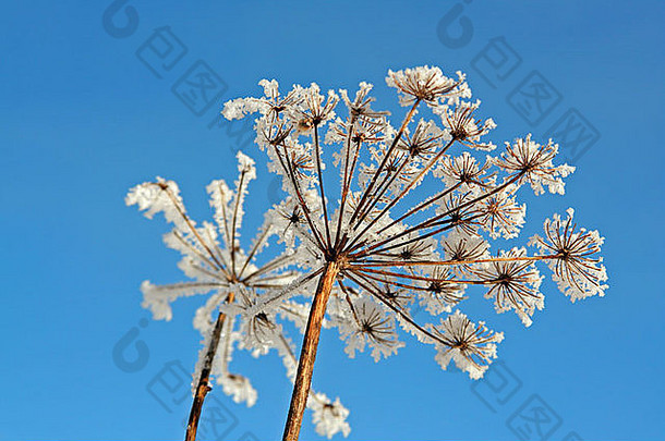 干燥的野花被白霜覆盖在蓝天下巴伐利亚德国欧洲