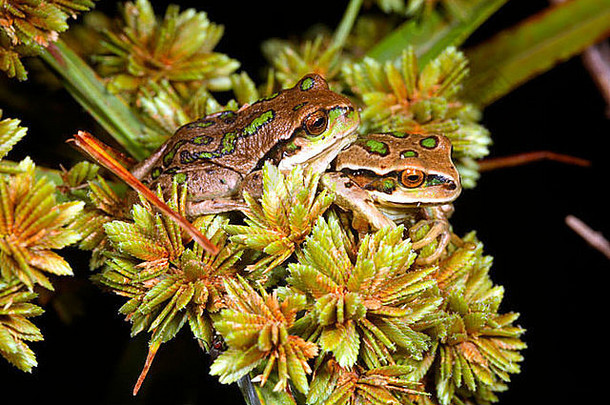 厄瓜多尔产的有袋蛙（胃膜蛙科）。被国际自然保护联盟列为濒危物种