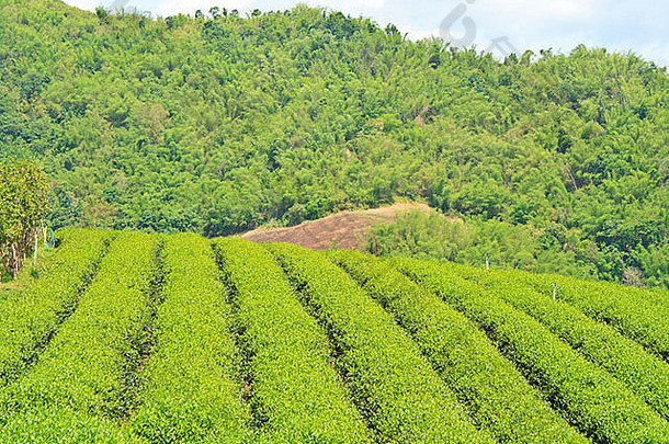 乌龙茶茶种植园行山泰国
