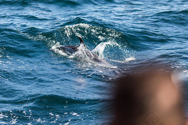 阿尔布费拉，葡萄牙-朱尼，2018年：阿尔布费拉海岸边，普通宽吻海豚在海豚观赏<strong>体验</strong>船附近<strong>游泳</strong>。