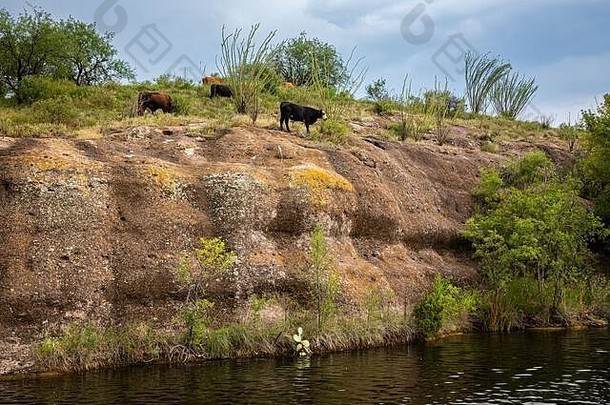 亚利桑那州诺加利斯附近的巴塔哥尼亚州立公园，牛在悬崖边缘不稳定地吃草。