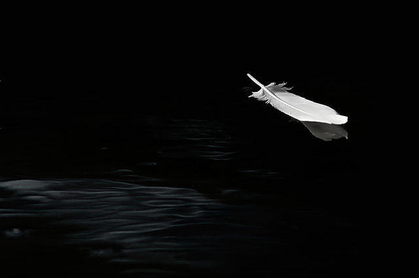 白鹭的<strong>羽毛</strong>黑白相间地<strong>漂浮</strong>在平静的水面上。