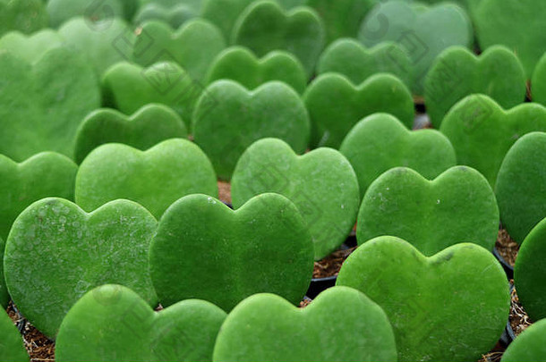 背景为亮绿色Hoya Kerrii植物的特写镜头