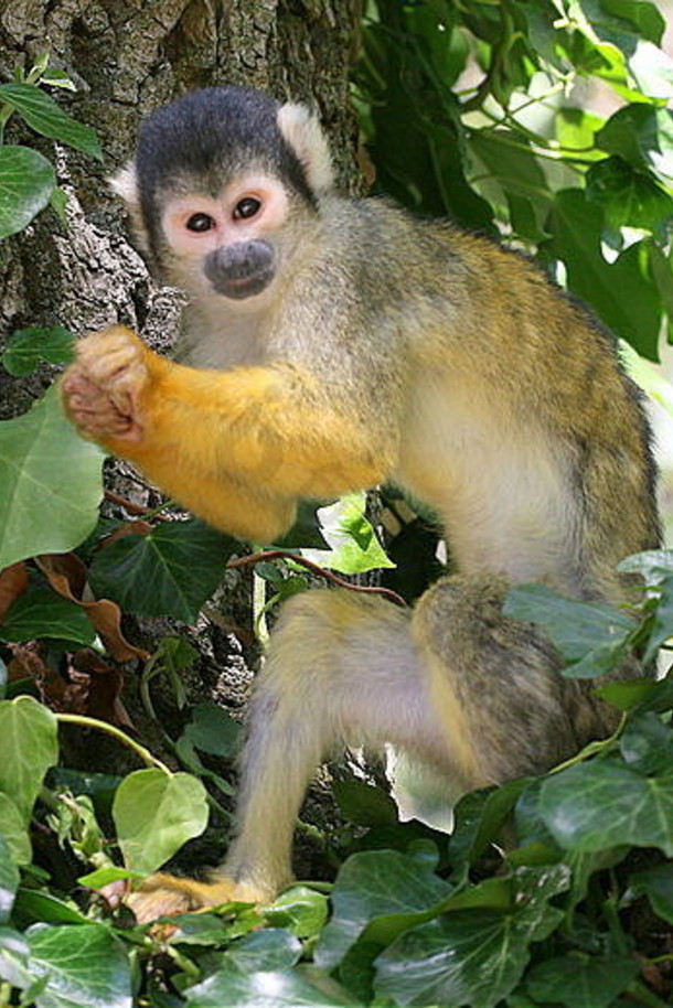 特写镜头南美国只黑头松鼠猴子saimiri玻利瓦尔高树