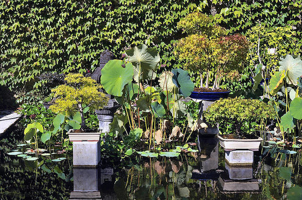 安杜泽竹园的盆景，几乎所有品种都在亚洲花园中得到展示和推广
