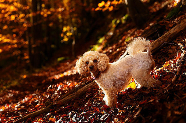 秋天森林里的白色卷毛狗，美丽的秋叶。