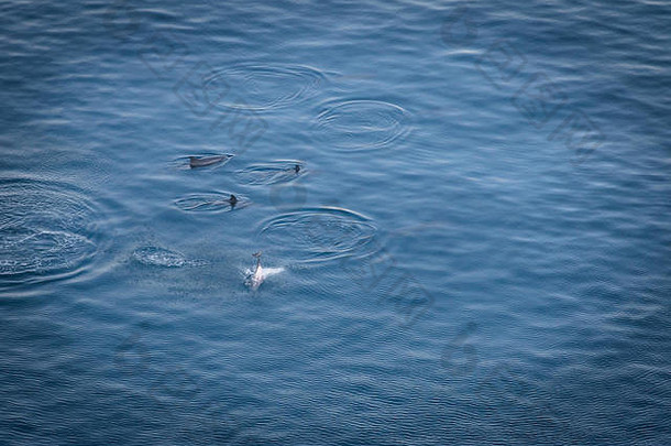 海豚在巴亚多斯戈尔芬霍斯（海豚湾）跳跃——费尔南多·德诺伦哈，巴西伯南布哥
