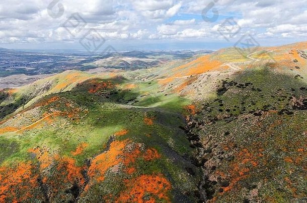 鸟瞰美国加利福尼亚州埃尔西诺尔湖沃克峡谷盛开的加利福尼亚金色花和金田。在加利福尼亚沙漠超级盛开的春季，明亮的橙色花盛开。