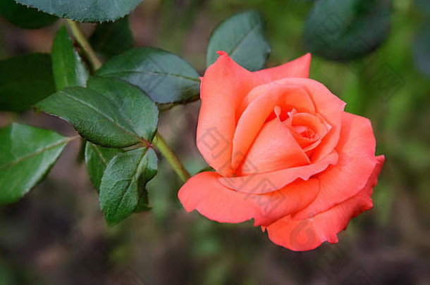 美丽的粉红花茶杂交玫瑰，在花园里盛开。在绿叶背景上拍摄的特写镜头。