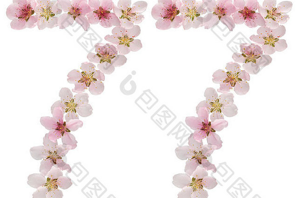 数字77，77，取自桃树的天然粉色花朵，在白色背景上分离