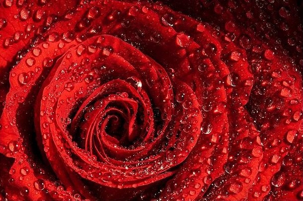 关闭宏拍摄湿红色的玫瑰自然太阳覆盖水滴
