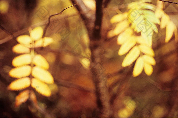 给人深刻印象的关闭黄色的叶子年轻的罗文山灰花楸属山楂树