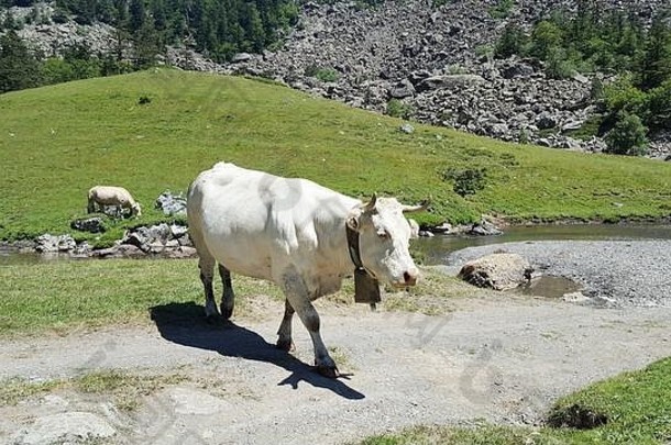在田园诗般阳光明媚的夏季山地牧场上自由放牧家养健康奶牛。自由放养、有机养牛和农业概念