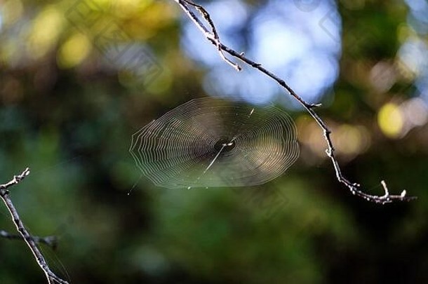 蜘蛛网在第一缕晨光中闪闪发光，人们可以在工作时看到中间的小蜘蛛。