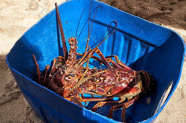 海滩小贩提供的蓝色水桶中的两只多刺龙虾。萨奥纳岛。多米尼加共和国