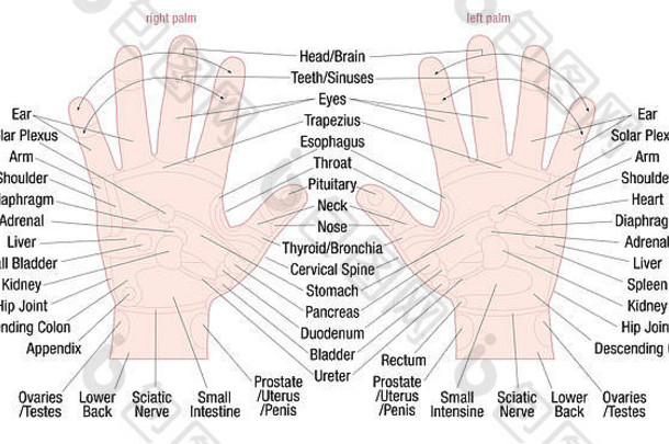 手部反射区按摩图，包括相应内脏和身体部位的区域和名称-皮肤颜色。