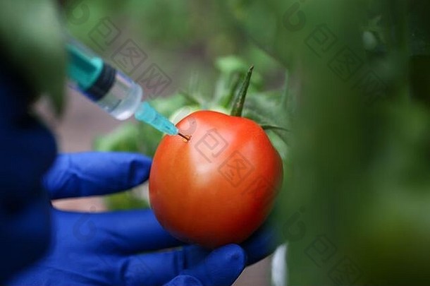 注射蔬菜快速成熟番茄