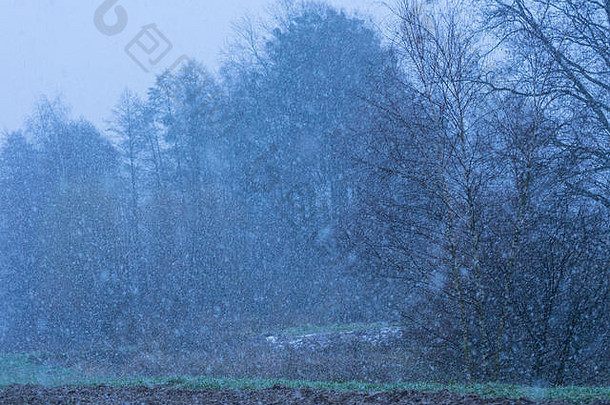 《自然》2000年，波兰哥布维兹，欧洲。2017年11月20日。秋天的降雪。信贷：w124merc/Alamy直播新闻