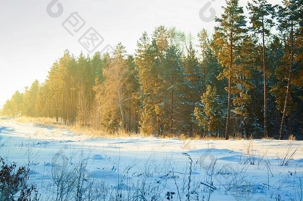 <strong>冬季</strong>森林，在<strong>初冬</strong>的早晨有雪堆，有明亮的黄色光线和阳光