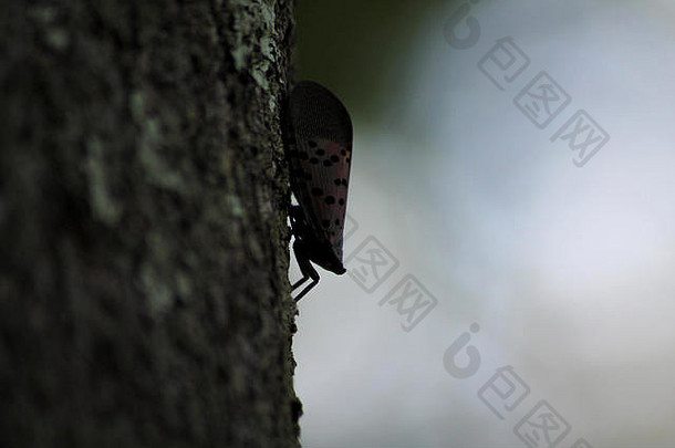PA：斑点灯笼蝇（Lycorma delicatula），一种入侵的稻飞虱，生长在一棵成熟的树——天树（臭椿）的树干上。