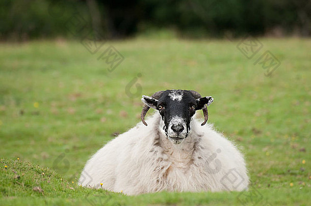 英国德文郡达特摩尔，一只相当丰满的绵羊在两餐之间休息。