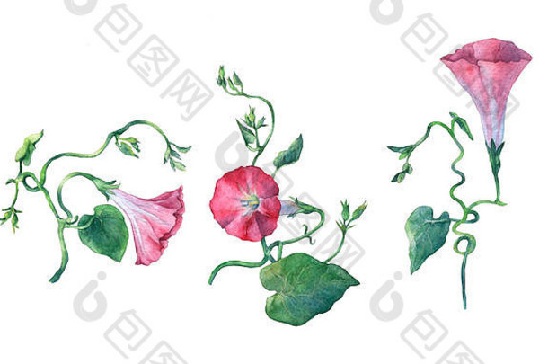 粉红色的牵牛花（野草，旋花）花。手绘水彩植物插图。