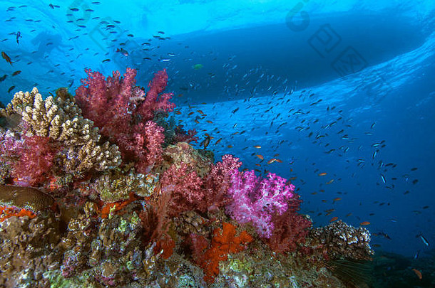 色彩斑斓的珊瑚礁你好热带鱼轮廓潜水潜水员游泳潜水船表面贝卡环礁湖斐济