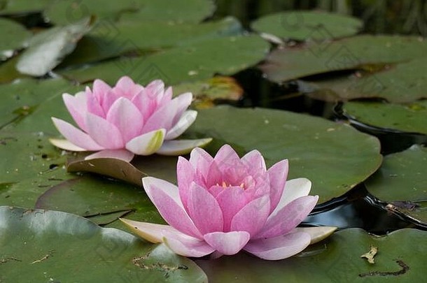 池塘里有两朵鲜粉色的荷花，叶子是绿色的