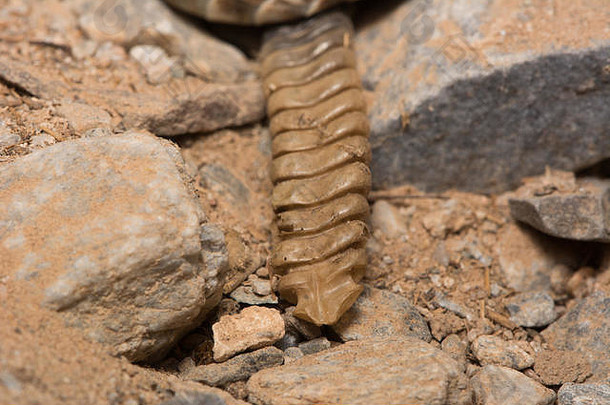 西南斑点响尾蛇crotalus皮洛士马里科帕县亚利桑那州美国