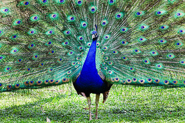 五颜六色的孔雀鸟，尾巴张开，长着长长的羽毛，站在绿色的草地上。