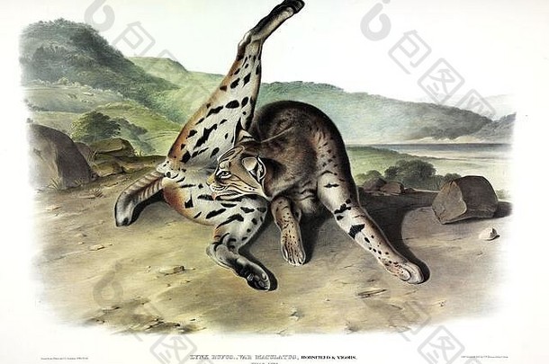 板德州猞猁女猞猁鲁弗斯maculatus山猫胎生的四足动物北美国约翰詹姆斯奥杜邦高决议图像