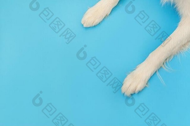 有趣的小狗border牧羊犬爪子在蓝色背景上封闭。宠物护理和动物概念。狗脚腿俯视图。文本的平面空间位置