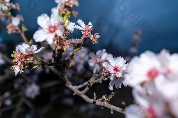 杏仁花，你会发现最高级的图像，壮观的花朵，总是在二月的杏仁花给我们壮观的图像。