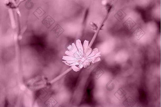 夏季林间空地上的菊苣花被明亮的阳光照亮。粉色调