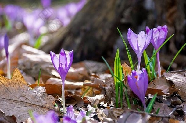 番红花属花树桩森林美野生紫色的盛开的春天