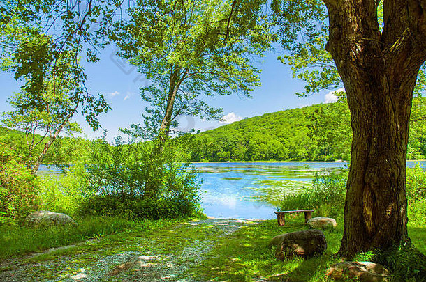 美丽的湖景。森林湖和空长凳。湖景上的旧长椅