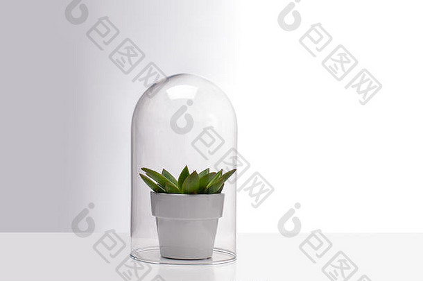 多汁的室内植物内部玻璃玻璃容器受保护的植物内部玻璃球