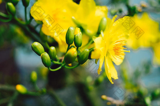 黄色杏花（Ochna integerrima）在越南春节期间盛开| Mai开花