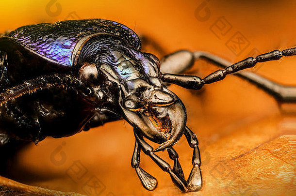 蜘蛛/苍蝇/蜜蜂的极端宏，具有惊人的颜色和锐利度