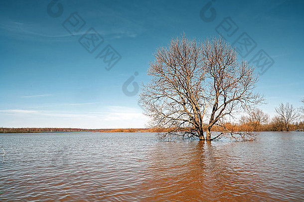 春天洪水中的大橡树