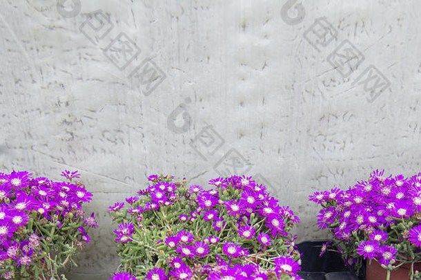 多汁的紫色花。春天花园系列，马洛卡，西班牙。