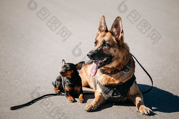 棕色德国牧羊犬和黑色迷你品舍尔螯犬坐在路上
