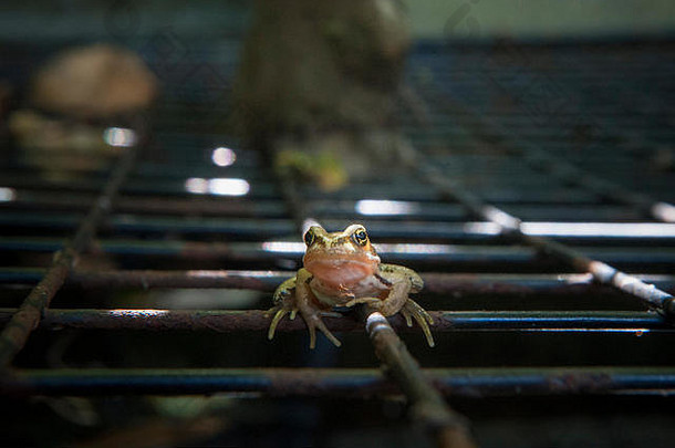 一只快乐的小青蛙在金属网格上休息