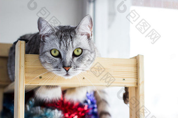 躺在木架上的苏格兰猫的可爱肖像。